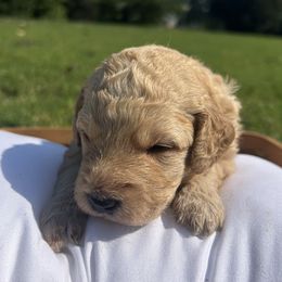 Goldendoodle puppies from Grandview Goldendoodles