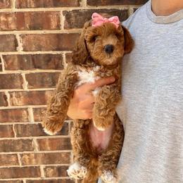 Cinnamon Latte - Apricot female Goldendoodle puppy in Richmond, Texas from Harper’s Heartbeats