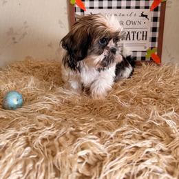 Bandit - Gold and white male Shih Tzu puppy in Hibbing, Minnesota from Iron Range Shih Tzu and Puppies
