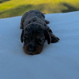 Julie - Dapple female Dachshund puppy in Athens, Alabama from Weidenthal Dachshunds