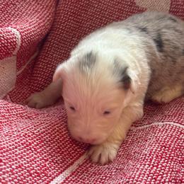 Phoenix - Blue merle female Border Collie puppy in Mckinney, Texas from Border Collies of Ruidoso