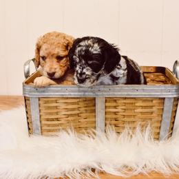 Goldendoodle Puppies from Tuxedo Mountain Doodles