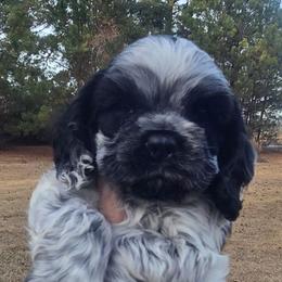 Rocket - Blue roan male Cocker Spaniel puppy in Florence, South Carolina from Reddick's American Cocker Spaniels