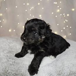 Steele - Black tri-color male Aussiedoodle puppy in Doerun, Georgia from Twig & Tail Puppies