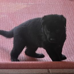 Girl 1 - Black German Shepherd puppy in Villa Rica, Georgia from Von Wolf GSD’S