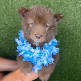 Copperhead - Red and white male Siberian Husky puppy in Folsom, Louisiana from Geaux Fluffy