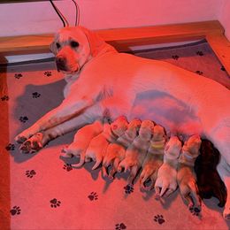 Female 1 - Yellow female Labrador Retriever puppy in Hoosick Falls, New York from Findaway Labradors