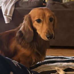 Dachshunds from Little B’s Farm