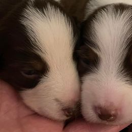 Australian Shepherds from Bruk Aussies