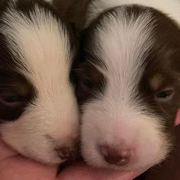 Australian Shepherds from Bruk Aussies