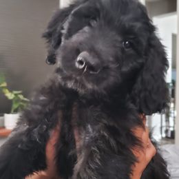 Goldendoodles from Sweet and Savory Goldendoodles