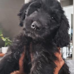 Goldendoodles from Sweet and Savory Goldendoodles