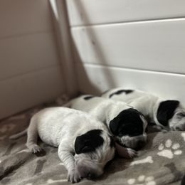 Bluetick Coonhound Puppies from Lone River Blueticks