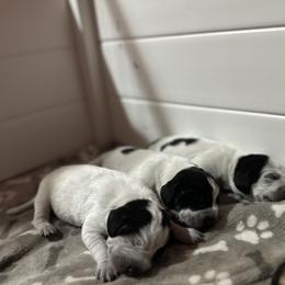 Bluetick Coonhound Puppies from Lone River Blueticks