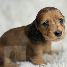 Claire - Dapple female Dachshund puppy in Goodyear, Arizona from D&C Royal Dachshunds LLC
