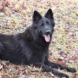 German Shepherd puppies from Oakmont Shepherds
