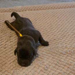 Boy 3 - Chocolate male Labrador Retriever puppy in Oxford, Georgia from Cornish Mountain Labradors