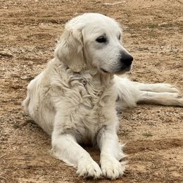 Penny - Golden Retriever