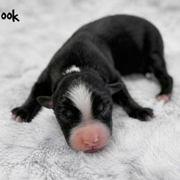 Chinook - Black tri male Miniature Australian Shepherd puppy in Garden Plain, Kansas from Krazy K Aussies
