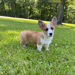 Carter - Sable male Pembroke Welsh Corgi puppy in Morton, Mississippi from Southern Magnolia Corgis