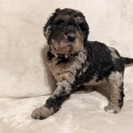 El(eleven) - Merle female Goldendoodle puppy in Eureka, California from North Coast Doodles