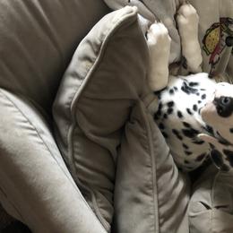 Dalmatian Puppies from Revere Dalmatians