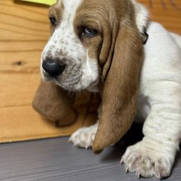 Boy 6 - Lemon and white male Basset Hound puppy in Poland, Indiana from Bolderosa Bassets