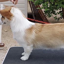 Pembroke Welsh Corgis from Pathfinder
