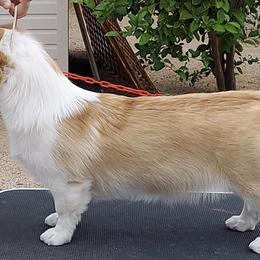 Pembroke Welsh Corgis from Pathfinder