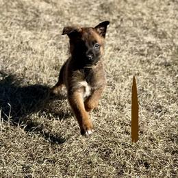 Lion - Fawn male Belgian Malinois puppy in Briggs, Texas from Madhouse’s Belgian Malinois and German Shepherds