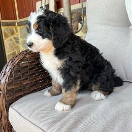 Larry - Tri-color male Bernedoodle puppy in Holtwood, Pennsylvania from Country Ridge Puppies