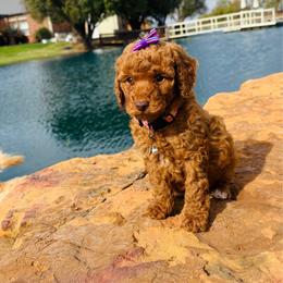 Ducky - Brown female Cockapoo puppy in Kingfisher, Oklahoma from Perdue Puppies