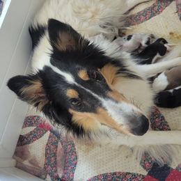 Dutton - Collie