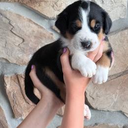 Purple - Black, white and red female Greater Swiss Mountain Dog puppy in Everett, Pennsylvania from Sweet Stream Swissies