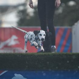 Dalmatian Puppies from SpotWise Dalmatians