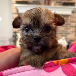 Violet - Red female Shorkie puppy in Midland, Texas from Southern Yorkie Pies