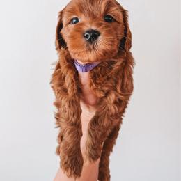 Cherry (Purple) - Red  female Goldendoodle puppy in Beaverton, Oregon from Henry Elliots