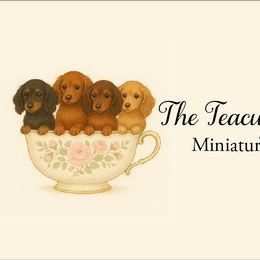 Dachshunds from The Teacup Homestead Miniature Dachshunds