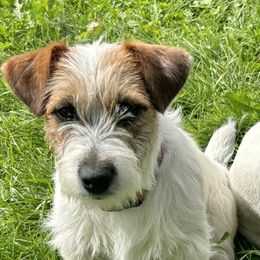 Russell Terriers from ZimBogWay Acres
