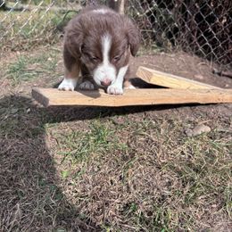 Australian Shepherd Puppies from Chippewa Falls Aussie Paws