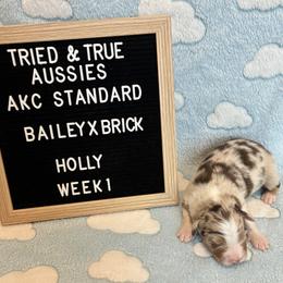 Red Merle F - Holly - Red merle female Australian Shepherd puppy in Cotati, California from Tried and True Aussies