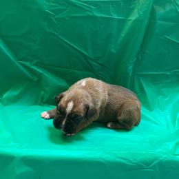 Kelsea Ballerini - Fawn female Boxer puppy in Willard, North Carolina from Boone’s Boxers of North Carolina