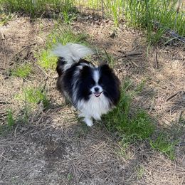 Panda - Pomeranian