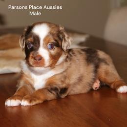 Red Merle Male - Red merle male Toy Australian Shepherd puppy in Chandler, Oklahoma from Parsons Place Aussies