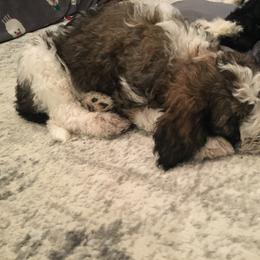 Bernedoodle and Poodle Puppies from Sunset Family Farm