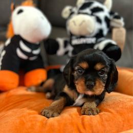 Nera AKC - Black and tan female Cavalier King Charles Spaniel puppy in Fairmount, Indiana from Dream Maker Cavaliers