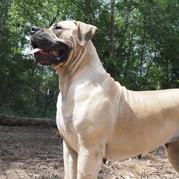 Remi - Boerboel
