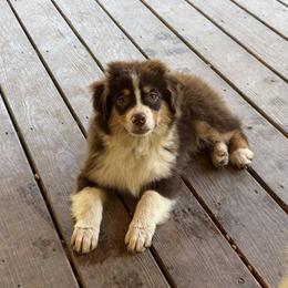 Toe - Red tri-color male Miniature American Shepherd puppy in Garysburg, North Carolina from Schaefer's Miniature American Shepherds