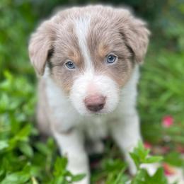 Blue Collar - Lilac male Border Collie puppy in Gadsden, Alabama from Collie Wood Hills