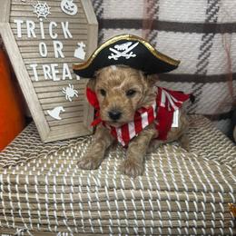 Earth Angel - Cream male Poodle puppy in Hemet, California from Vallevistadoodles